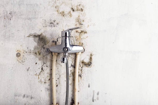 Best Residential Mold Remediation in Corrigan, TX