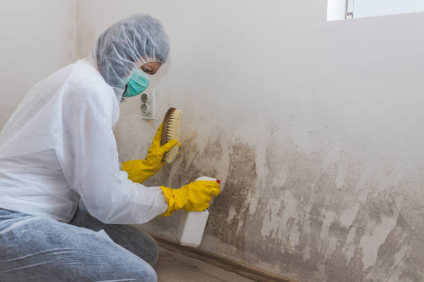 Best Emergency Mold Remediation in Corrigan, TX