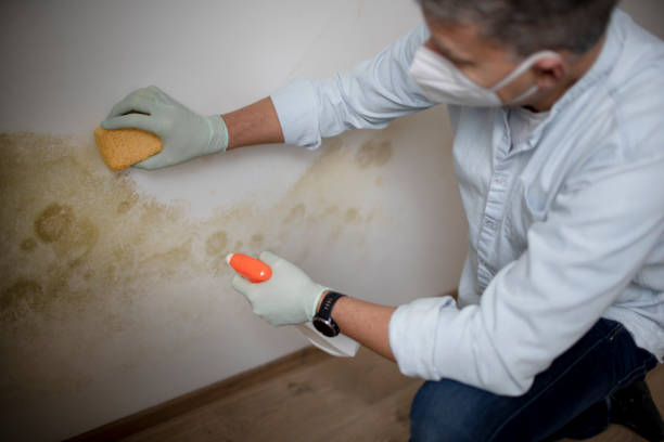 Best HVAC Mold Remediation in Corrigan, TX