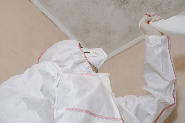 Best Basement Mold Remediation in Corrigan, TX