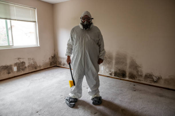 Best Attic Mold Remediation in Corrigan, TX