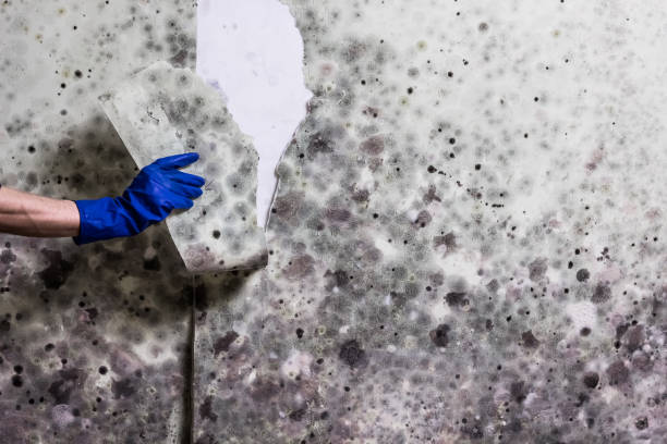 Best Insurance-Related Mold Remediation in Corrigan, TX