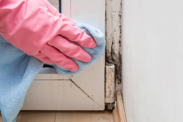 Best Mold Remediation for Schools in Corrigan, TX